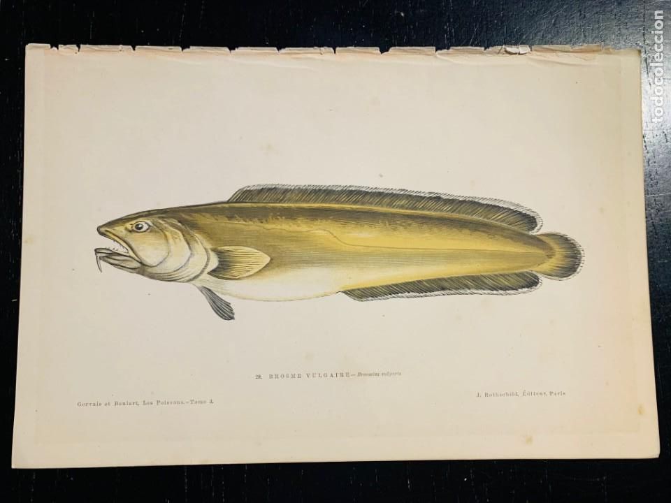Arte: LITOGRAFIA ORIGINAL DE 1876 DEL IMPRESIONANTE LIBRO LES POISSONS - LOS PECES - GERVAIS ET BOULART -