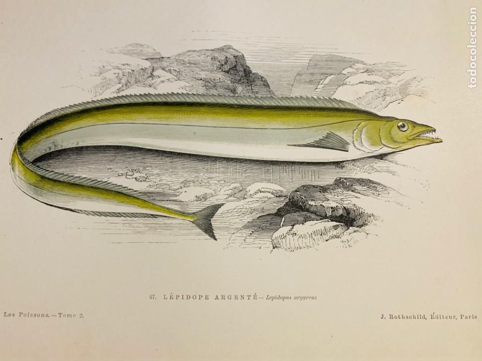 Arte: LITOGRAFIA ORIGINAL DE 1876 DEL IMPRESIONANTE LIBRO LES POISSONS - LOS PECES - GERVAIS ET BOULART -
