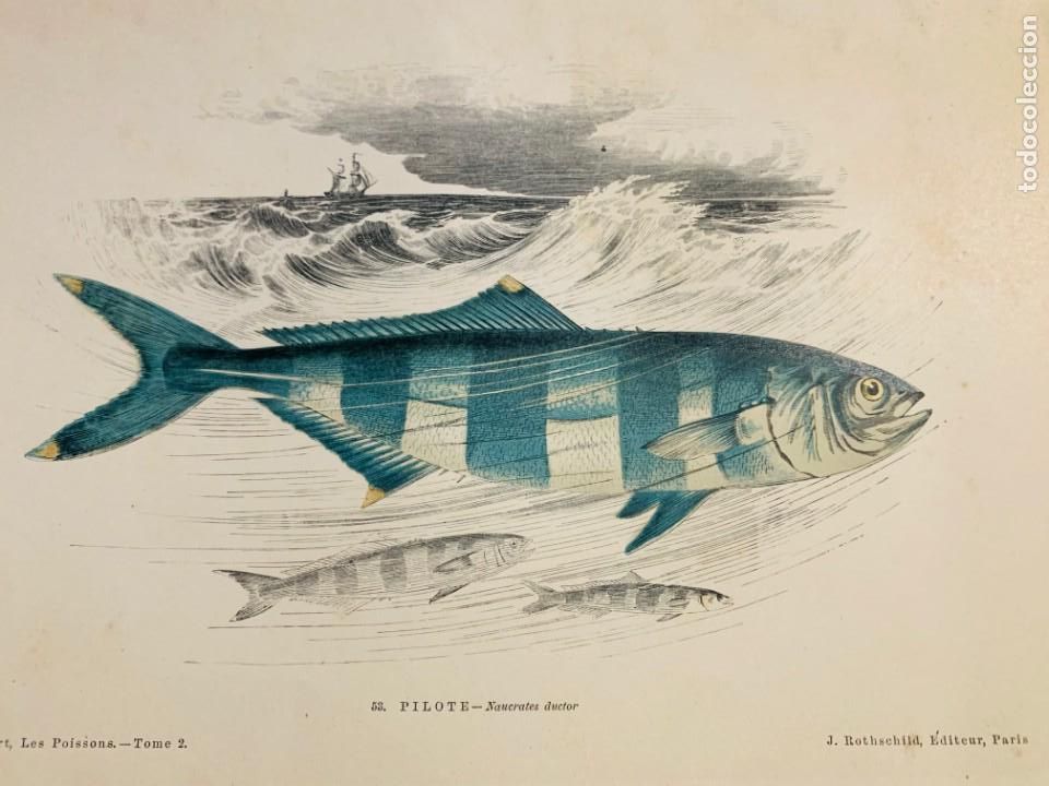 Arte: LITOGRAFIA ORIGINAL DE 1876 DEL IMPRESIONANTE LIBRO LES POISSONS - LOS PECES - GERVAIS ET BOULART -