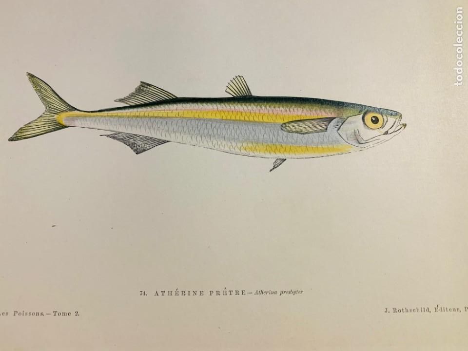 Arte: LITOGRAFIA ORIGINAL DE 1876 DEL IMPRESIONANTE LIBRO LES POISSONS - LOS PECES - GERVAIS ET BOULART -