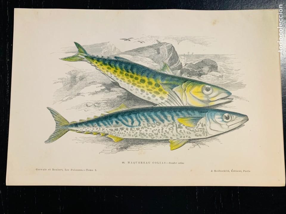 Arte: LITOGRAFIA ORIGINAL DE 1876 DEL IMPRESIONANTE LIBRO LES POISSONS - LOS PECES - GERVAIS ET BOULART -