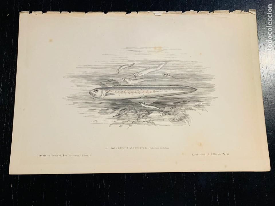 Arte: LITOGRAFIA ORIGINAL DE 1876 DEL IMPRESIONANTE LIBRO LES POISSONS - LOS PECES - GERVAIS ET BOULART -