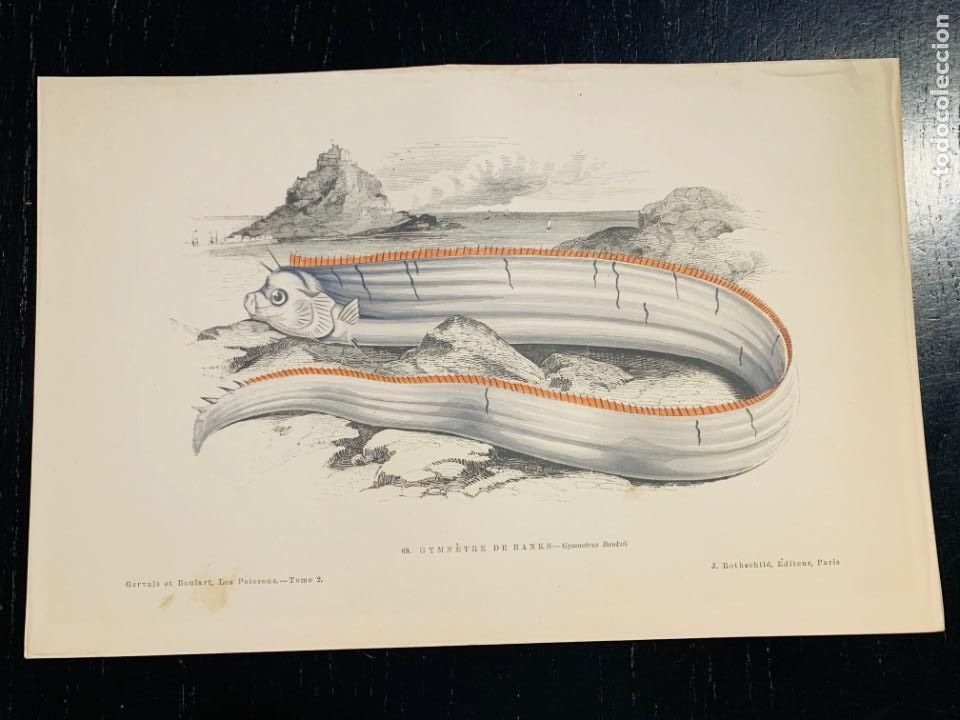 Arte: LITOGRAFIA ORIGINAL DE 1876 DEL IMPRESIONANTE LIBRO LES POISSONS - LOS PECES - GERVAIS ET BOULART -