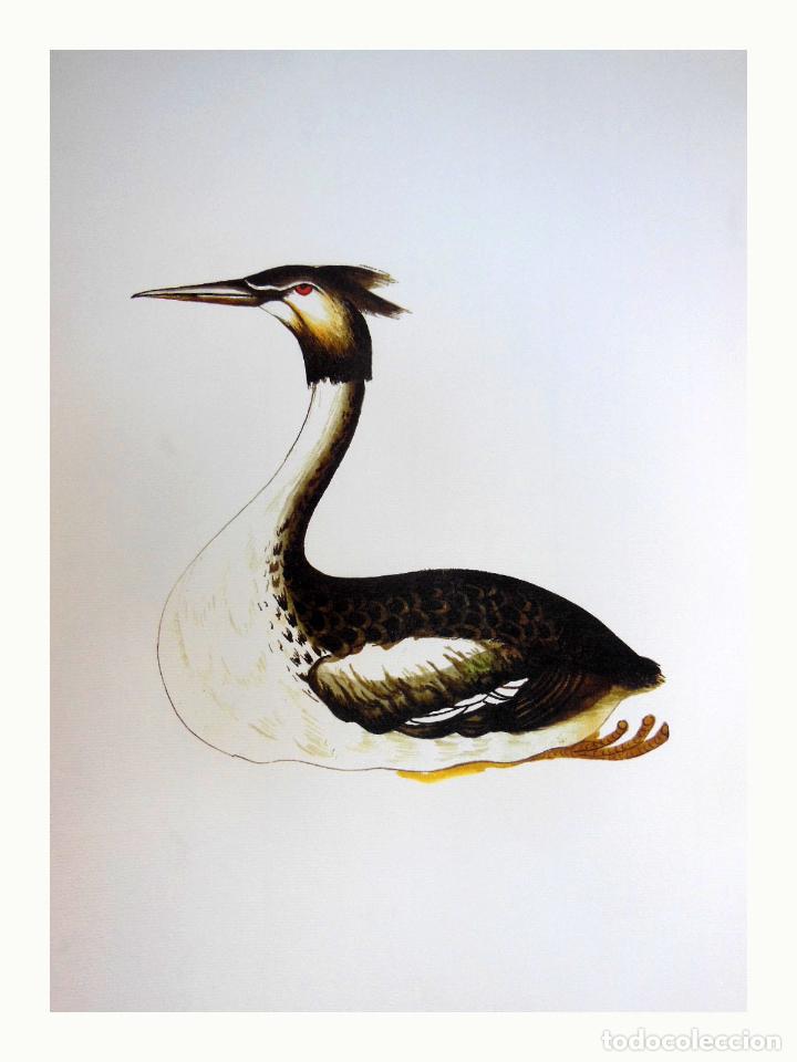 Arte: L&aacute;mina Facs&iacute;mil : PODICEPS CRISTATUS, CABRELLOT, SOMOMURJO LAVANCO, GREAT CRESTED GREBE