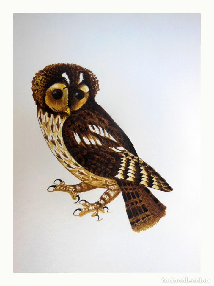 Arte: L&aacute;mina Facs&iacute;mil : STRIX ALUCO, GAMAR&Iacute;S, C&Aacute;RABO, TAWNY OWL