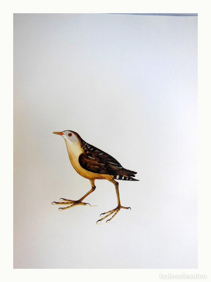 Arte: L&aacute;mina Facs&iacute;mil : PORZANA PARVA, PICARD&Oacute;, POLLUELA BASTARDA, LITTLE CRAKE