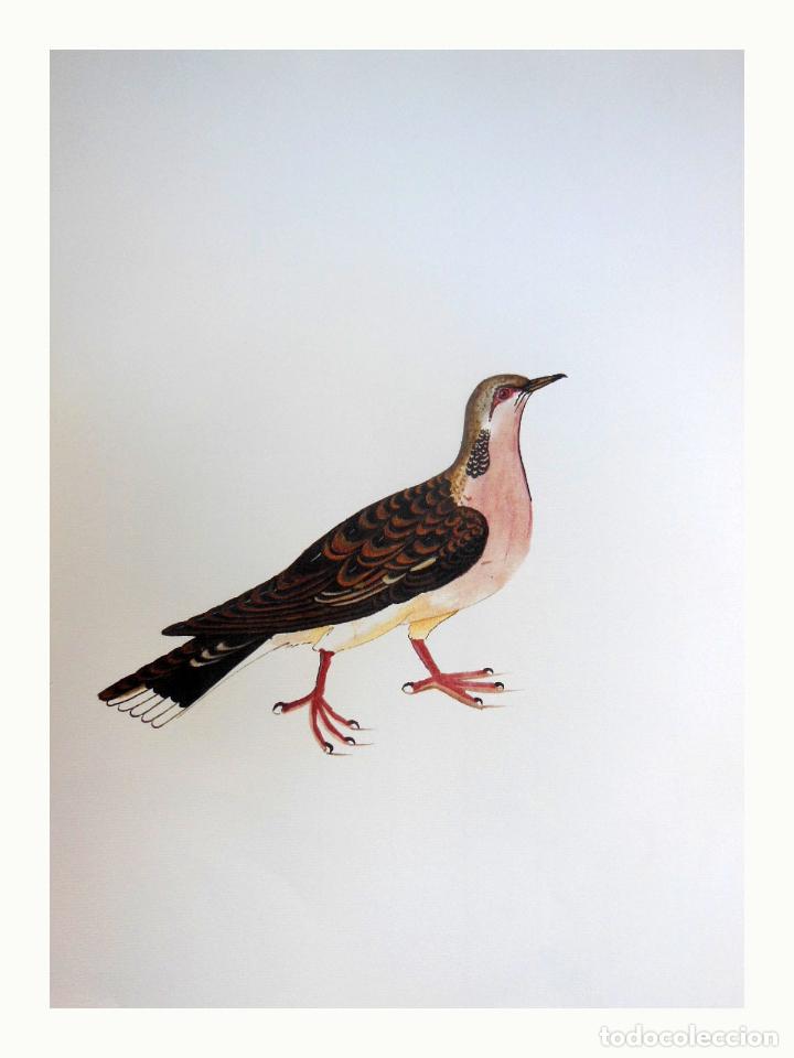Arte: L&aacute;mina Facs&iacute;mil : STREPTOPELIA TURTUR, T&Oacute;RTORA, T&Oacute;RTOLA COM&Uacute;N, TURTLEDOVE