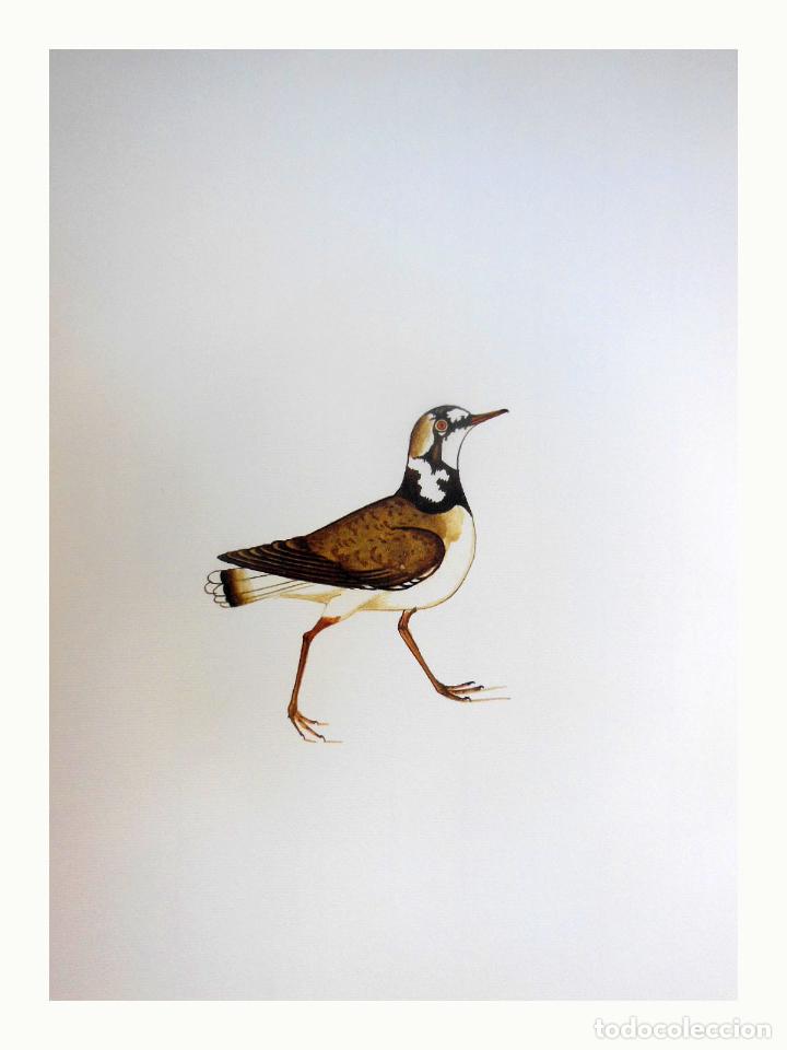 Arte: L&aacute;mina Facs&iacute;mil : CHARADRUIS DUBIUS, CORRIOLET, CHORLITEJO CHICO, LITTLE RINGED PLOVER