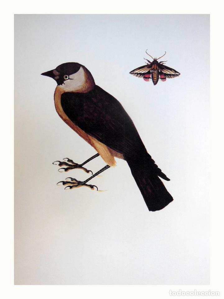 Arte: L&aacute;mina Facs&iacute;mil : HYLES LINEATA, ESFINX RATLLADA, ESFINGE RAYADA, GRATED SPHINX. CORVUS MONEDULA, GR