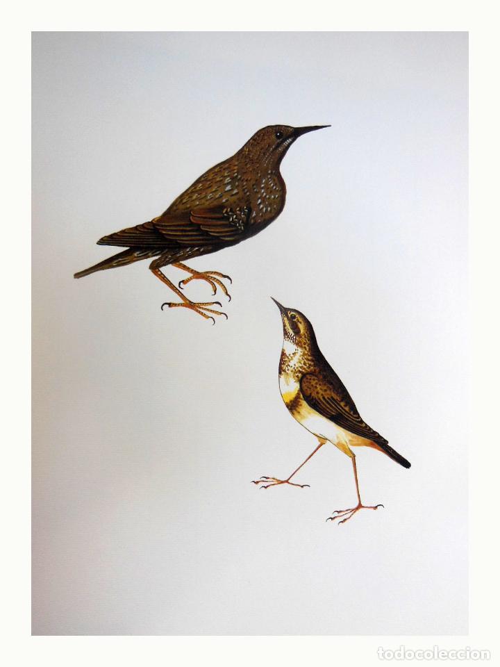 Arte: L&aacute;mina Facs&iacute;mil : STURNUS VULGARIS, ESTORNELL, ESTORNINO PINTO, STARLING. LUCINIA SVECICA, PIT-BLAU,