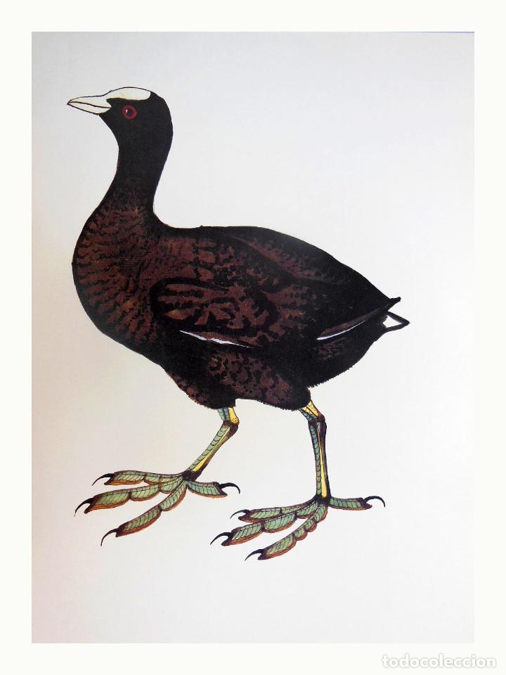 Arte: L&aacute;mina Facs&iacute;mil : FULICA ATRA, FOTJA, FOCHA COM&Uacute;N, COOT