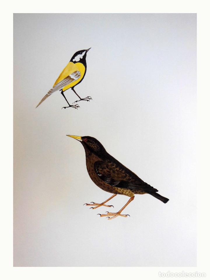 Arte: L&aacute;mina Facs&iacute;mil : PARUS MAJOR, TOTESTIU, CARBONERO COM&Uacute;N, GREAT TIT. STURNUS VULGARIS, ESTORNELL NEG