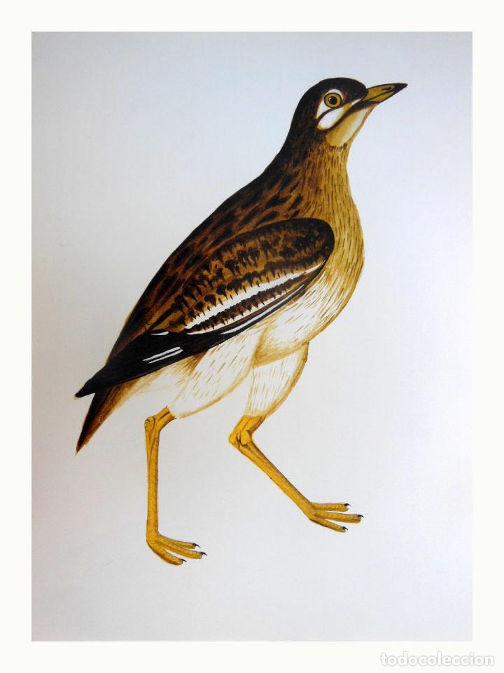 Arte: L&aacute;mina Facs&iacute;mil : BURHINUS OEDICNEMUS, TORLIT, ALCARAV&Aacute;N, STONE CURLEW