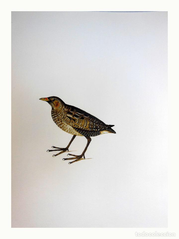 Arte: L&aacute;mina Facs&iacute;mil : PORZANA PORZANA, PICARDONA, POLLUELA PINTOJA, STOTTED CRAKE
