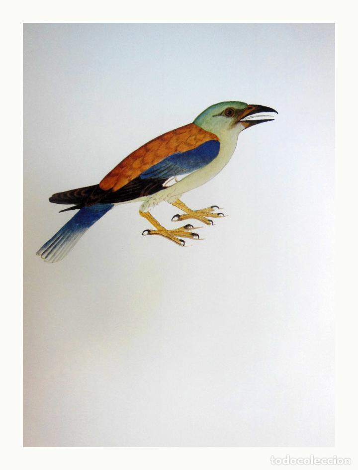 Arte: L&aacute;mina Facs&iacute;mil : CORACIAS GARRULUS, CAVALLER, CARRACA, ROLLER