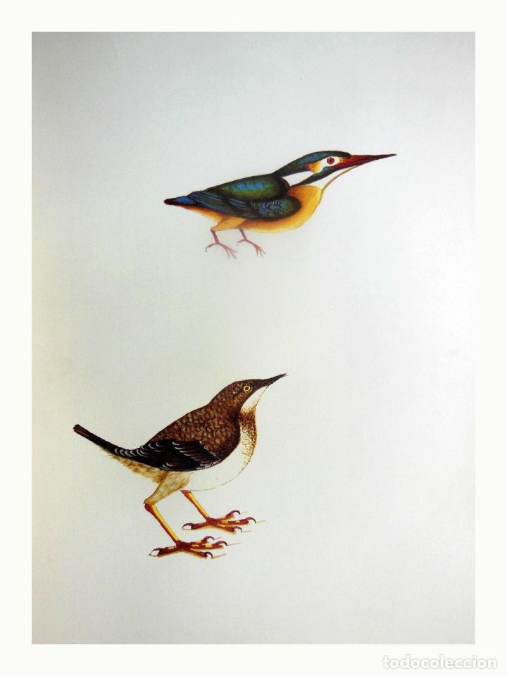 Arte: L&aacute;mina Facs&iacute;mil : ALCEDO ATTHIS, BLAUET, MART&Iacute;N PESCADOR, KINGFISHER. CINCLUS CINCLUS, MERLA D'AIGUA
