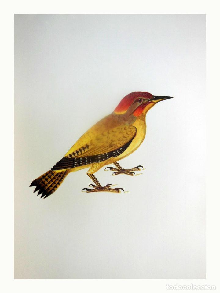 Arte: L&aacute;mina Facs&iacute;mil : PICUS VIRIDIS, PICACARRASQUES, PITO REAL, GREEN WOODPECKER
