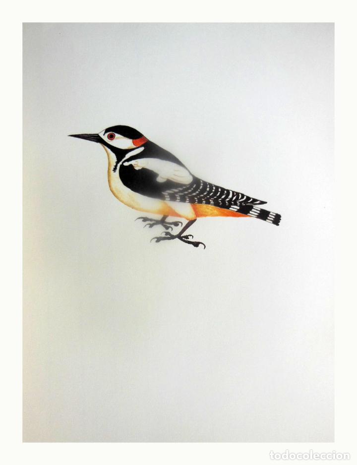 Arte: L&aacute;mina Facs&iacute;mil : PICOIDES MAJOR, PICOT GARSER, PICO PICAPINOS, GREART SPOTTED WOODPECKER