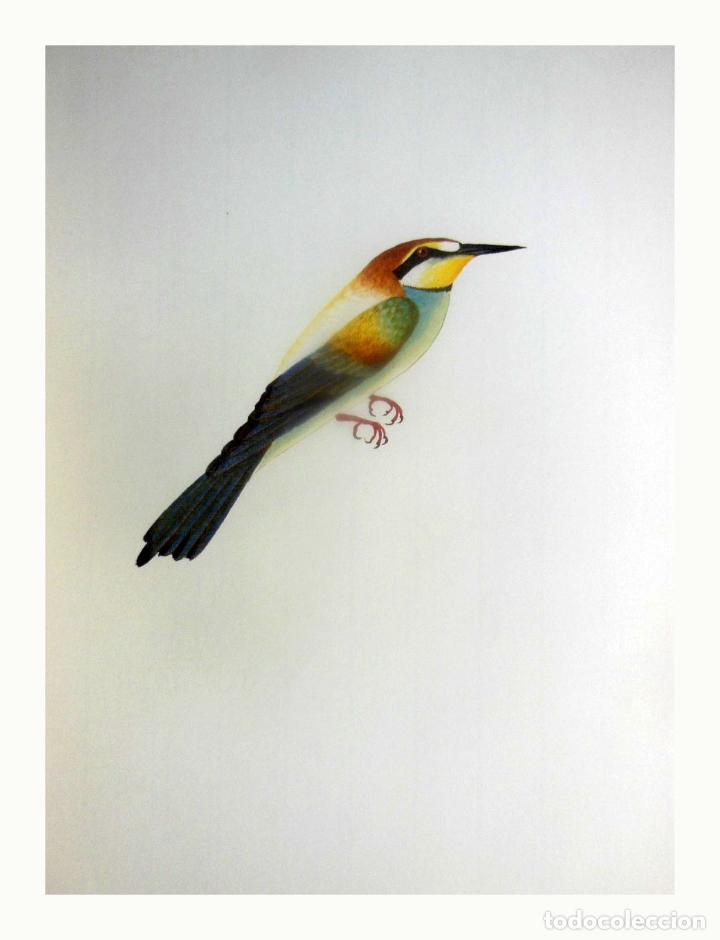 Arte: L&aacute;mina Facs&iacute;mil : MEROPS APIASTER, ABELLEROL, ABEJARUCO, BEE-EATER