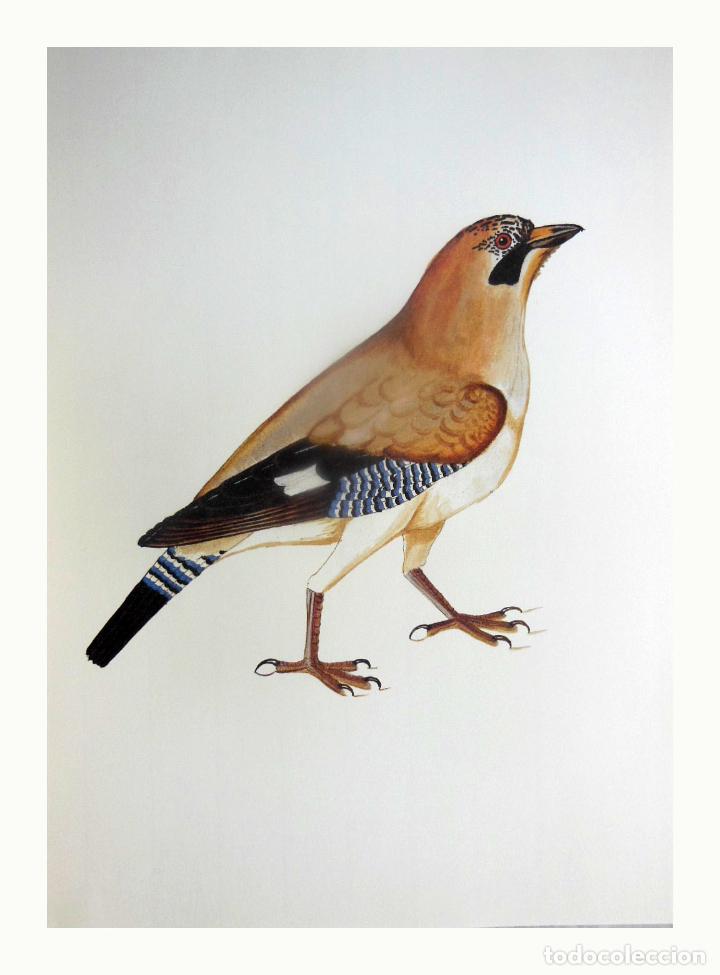 Art: L&aacute;mina Facs&iacute;mil : GARRULUS GARRULUS, GAIG, ARRENDAJO, JAY