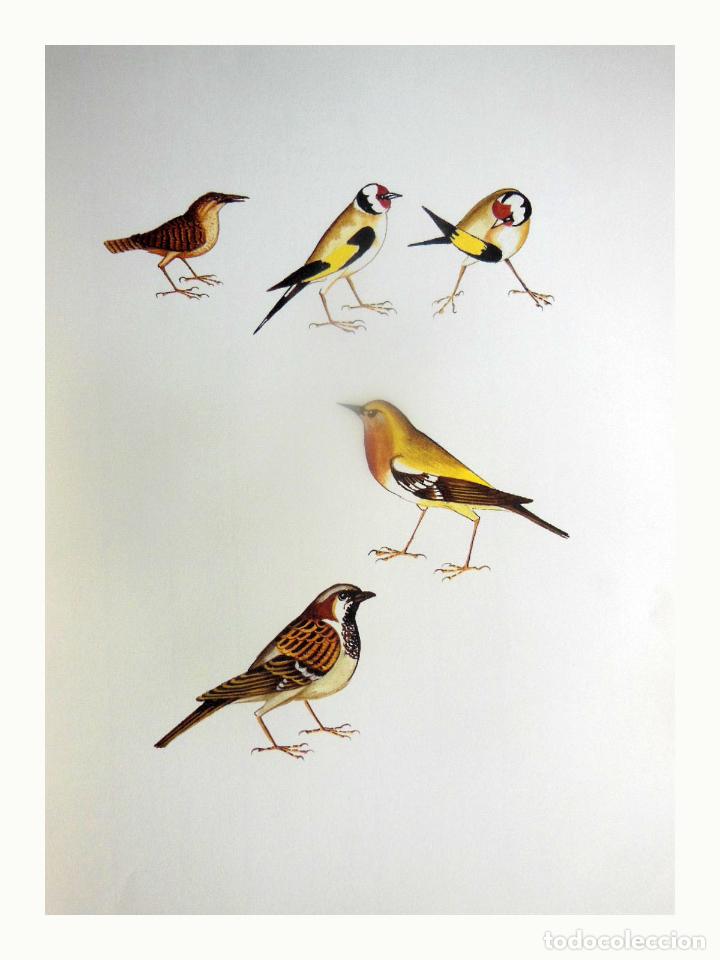 Arte: L&aacute;mina Facs&iacute;mil : TROGLODYTES TROGLODYTES, CARAGOLET, CHOCH&Iacute;N, WREN. CARDUELIS CARDUELIS, CADERNERA,