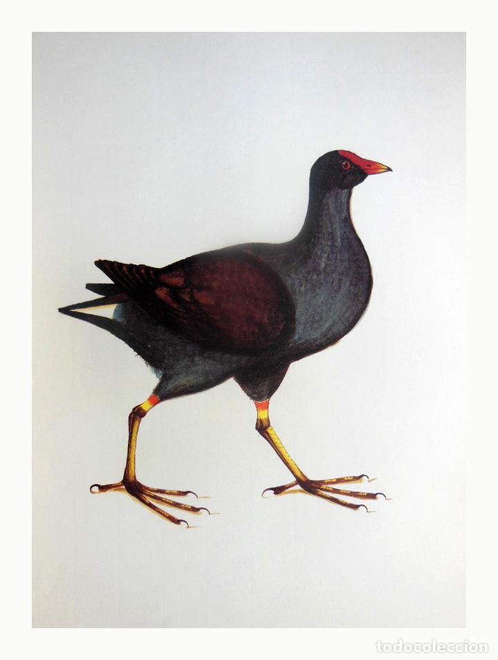 Arte: L&aacute;mina Facs&iacute;mil : GALLINULA CHLOROPUS, POLLA D'AIGUA, POLLA DE AGUA, MOORHEN