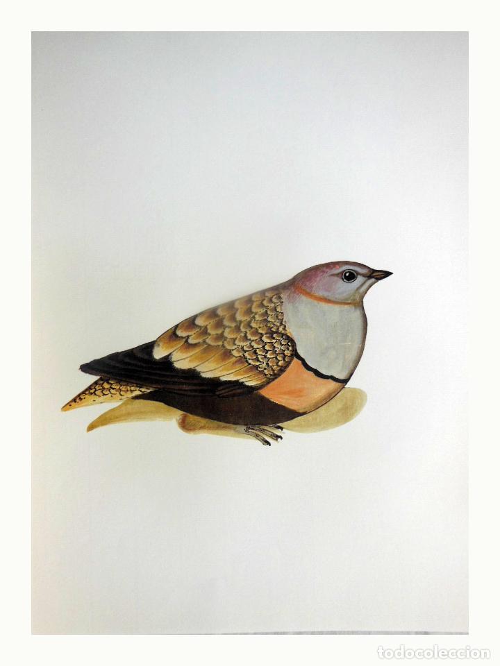 Arte: L&aacute;mina Facs&iacute;mil : PTEROCLES ORIENTALIS, XURRA, ORTEGA, BLACK-BELLIED SANDGROUSE