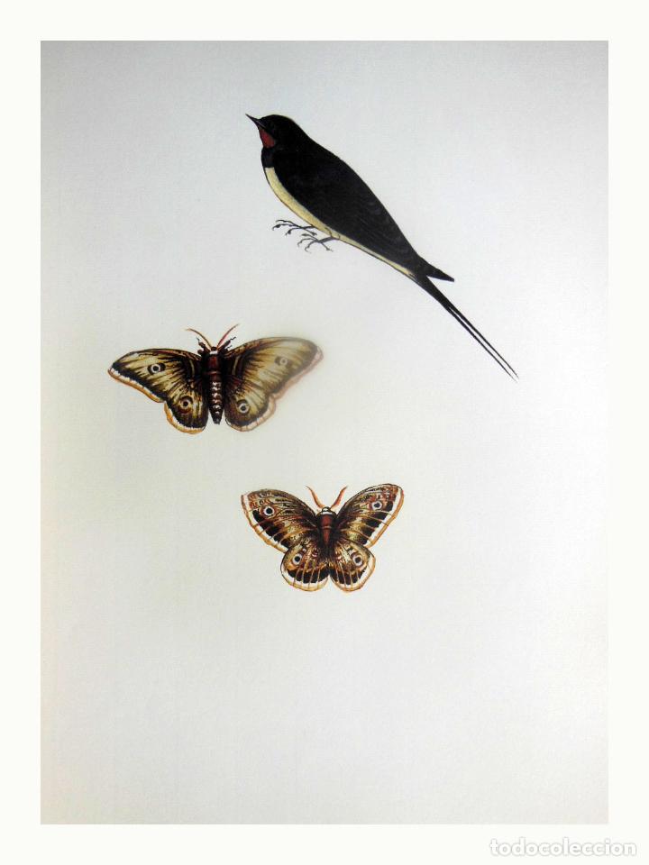 Arte: L&aacute;mina Facs&iacute;mil : HIRUNDO RUSTICA, ORONETA, GOLONDRINA COM&Uacute;N, SWALLOW. SATURENIA PYRI, GRAN PAV&Oacute;...