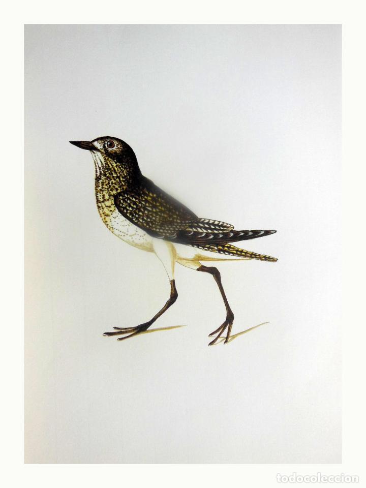 Arte: L&aacute;mina Facs&iacute;mil : PLUVIALIS APRICARIA, FUSELL, CHORLITO DORADO, GOLDEN PLOVER