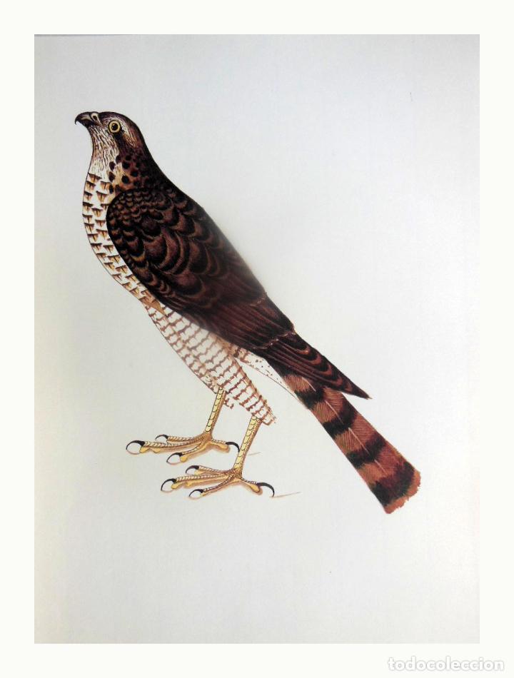 Arte: L&aacute;mina Facs&iacute;mil : ACCIPITER NISUS, ESPARVER, GAVIL&Aacute;N, SPARROW HAWK.