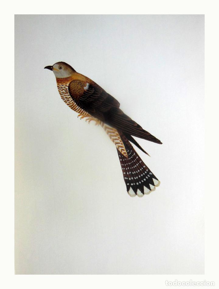 Arte: L&aacute;mina Facs&iacute;mil : CUCULUS CANORUS, CUCOT, CUCO, CUCKOO