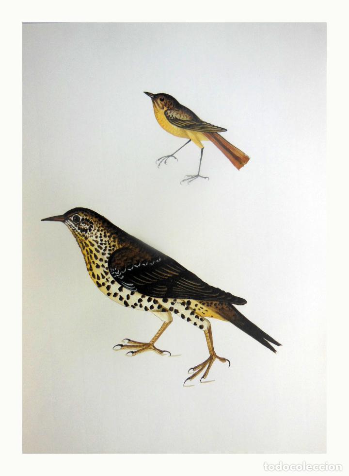 Arte: L&aacute;mina Facs&iacute;mil : PHOENICURUS PHOENICURUS, CUA-ROJA REIAL, COLIRROJO REAL, REDSTART. ...