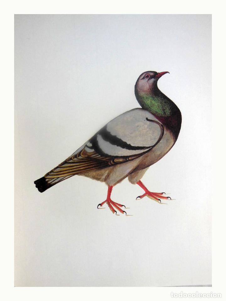 Arte: L&aacute;mina Facs&iacute;mil : COLUMBA LIVIA, COLOM ROQUER, PALOMA BRAV&Iacute;A, ROCK DOVE