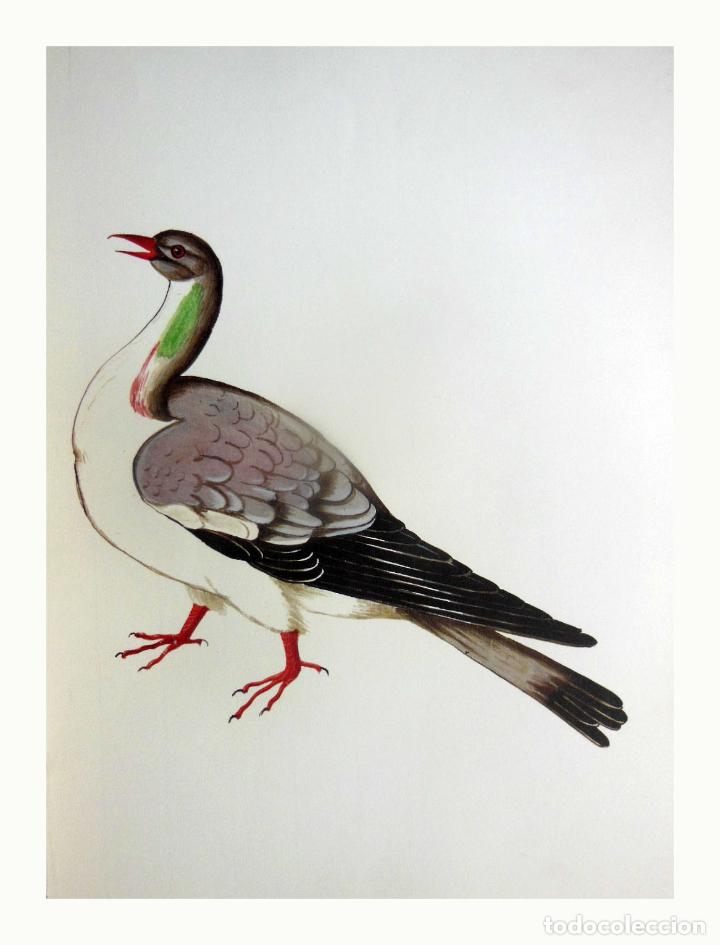 Arte: L&aacute;mina Facs&iacute;mil : COLUMBA PALUMBUS, TOD&Ograve;, PALOMA TORCAZ, WOOD PIGEON.