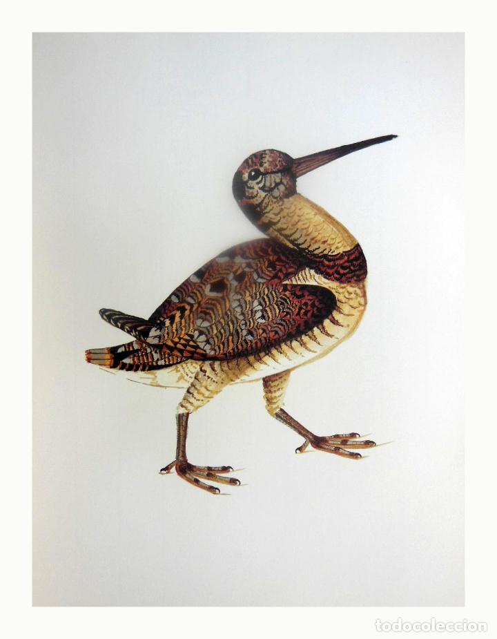 Arte: L&aacute;mina Facs&iacute;mil : SCOLOPAX RUSTICOLA, BECADA, CHOCHA PERDIZ, WOODCOCK