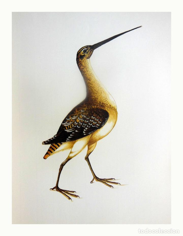 Arte: L&aacute;mina Facs&iacute;mil : GALLINAGO GALLINAGO, BEQUERUDA, AGACHADIZA COM&Uacute;N, SNIPE