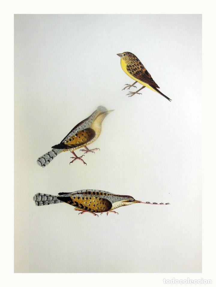 Arte: L&aacute;mina Facs&iacute;mil : SERINUS SERINUS, GAFARR&Oacute;, VERDECILLO, SERIN. JYNX TORQUILLA, FORMIGUER, ...