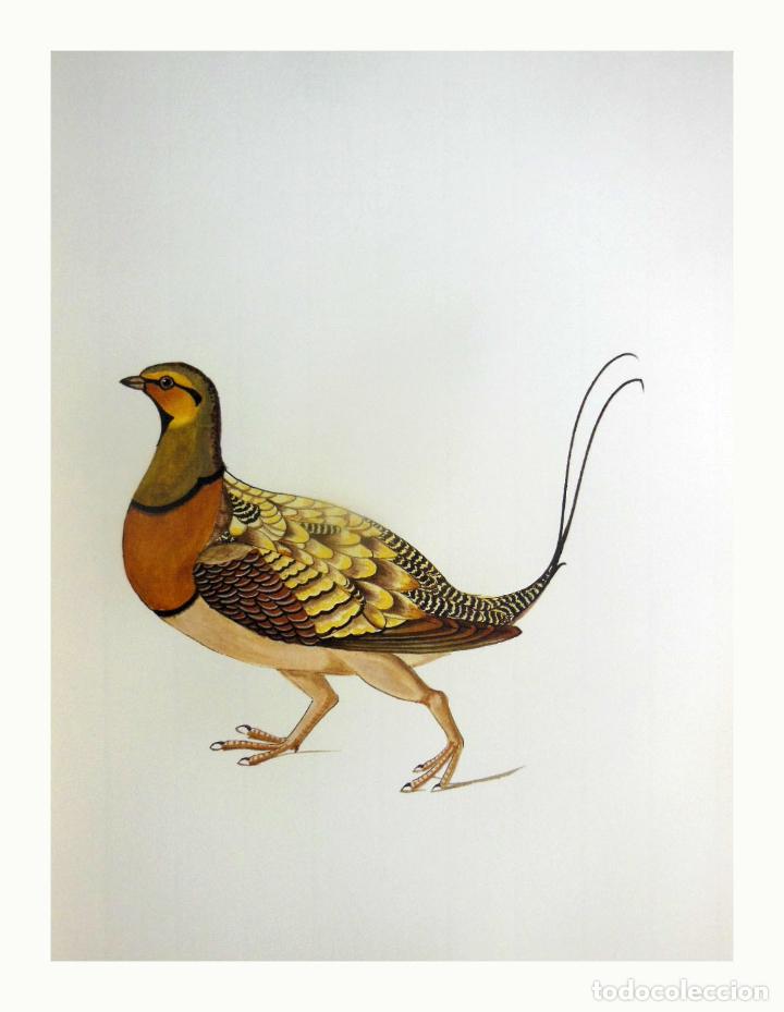 Arte: L&aacute;mina Facs&iacute;mil : PTEROCLES ALCHATA, GANGA, GANGA COM&Uacute;N, PIN-TAILED SANDGROUSE
