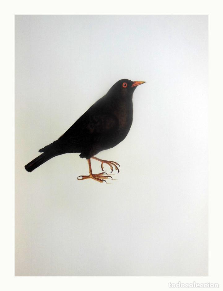 Arte: L&aacute;mina Facs&iacute;mil : TURDUS MERULA, MERLA, MIRLO, BLACKBIRD