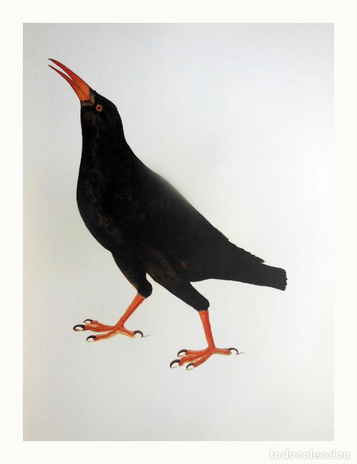 Arte: L&aacute;mina Facs&iacute;mil : PYRRHOCORAX PYRRHOCORAX, GRALLA DE BEC ROIG, CHOVA PIQUIRROJA, CHOUGH