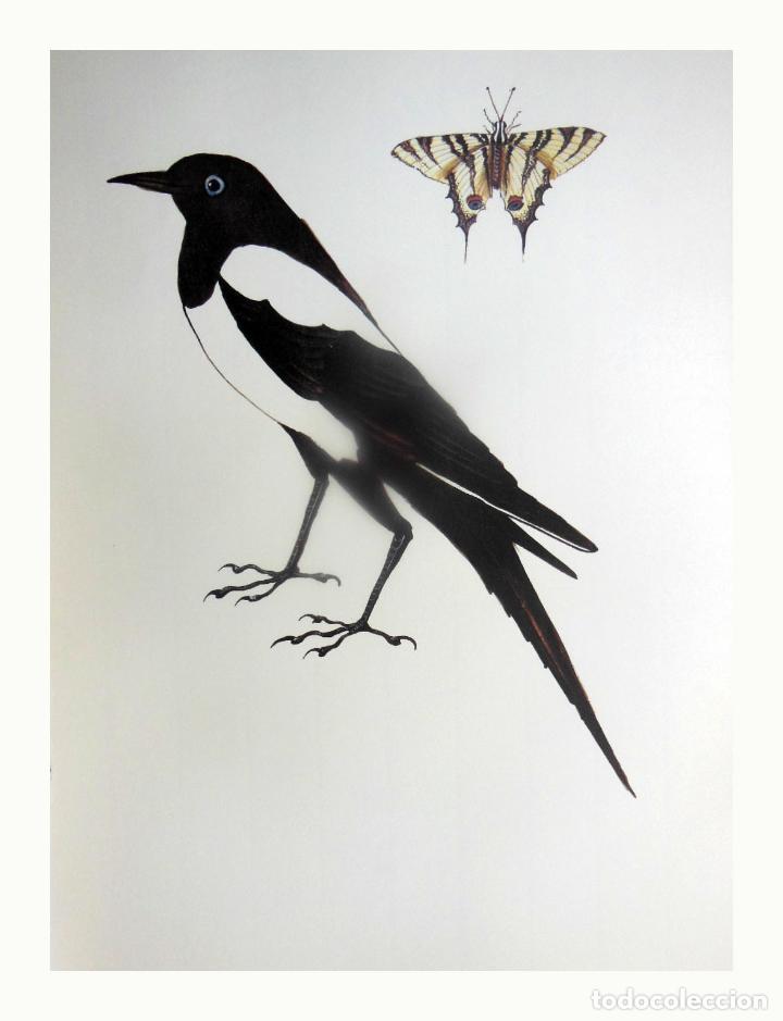 Arte: L&aacute;mina Facs&iacute;mil : JPHICLIDES PODALIRIUS, XUCLALLET, CHUPALECHE, DRINK TO MILK. PICA PICA, GARSA,...