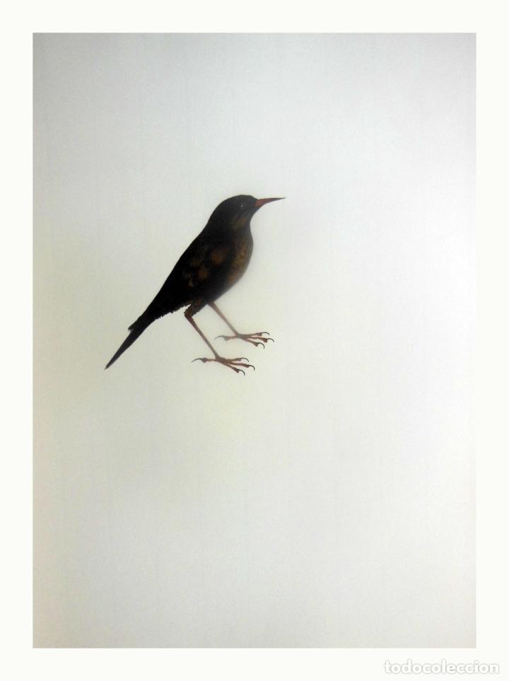 Arte: L&aacute;mina Facs&iacute;mil : MONTICOLA SOLITARIUS, MERLA BLAVA, ROQUERO SOLITARIO, BLUE ROCK THRUSH