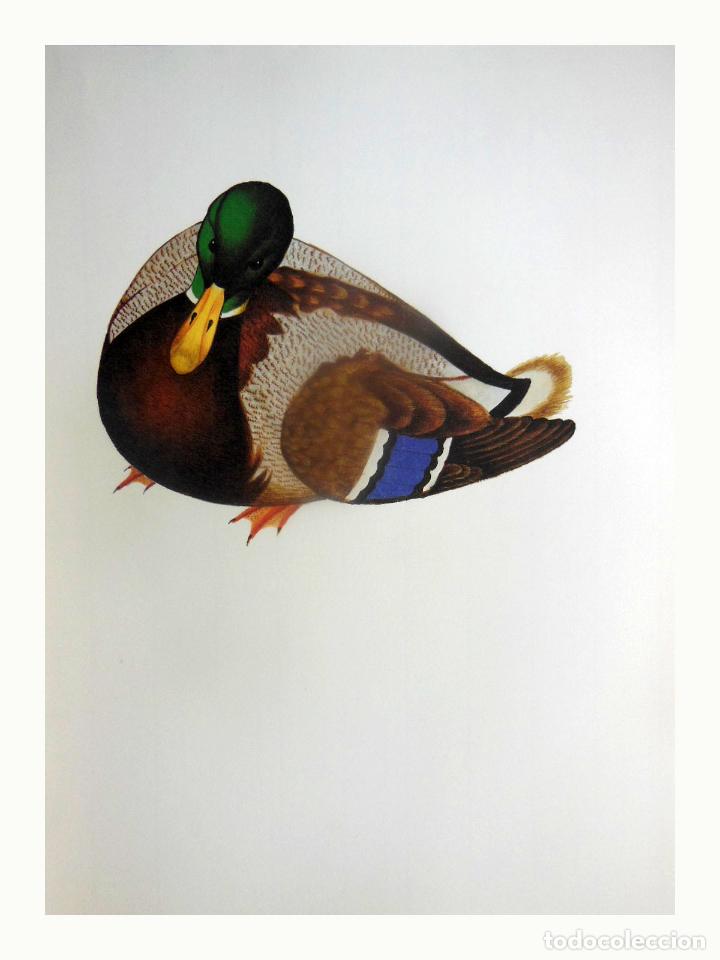 Arte: L&aacute;mina Facs&iacute;mil : ANAS PLATYRHYNCHOS ♀, COLL-VERD, &Agrave;NADE REAL, MALLARD