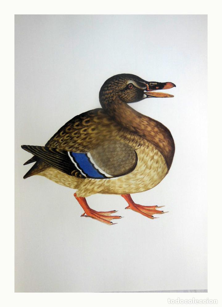 Arte: L&aacute;mina Facs&iacute;mil : ANAS PLATYRHYNCHOS ♂, COLL-VERD, &Agrave;NADE REAL, MALLARD