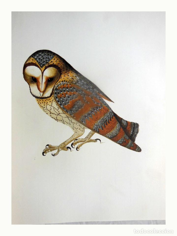 Arte: L&aacute;mina Facs&iacute;mil : TYTO ALBA, &Ograve;LIBA, LECHUZA COM&Uacute;N, BARN OWL
