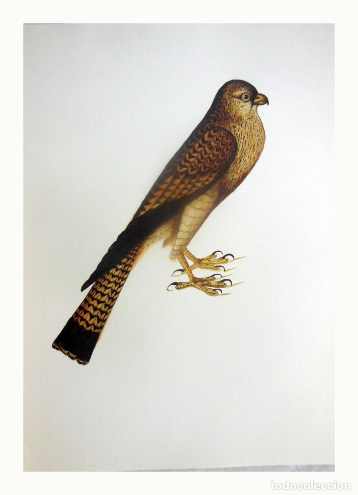 Arte: L&aacute;mina Facs&iacute;mil : FALCO TINNUNCULUS, XORIGUER, CERN&Iacute;CALO VULGAR, KESTREL