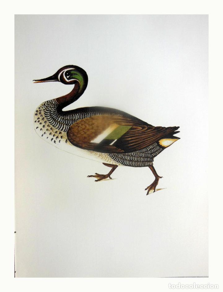 Arte: L&aacute;mina Facs&iacute;mil : ANAS FORMOSA, SARSET DEL BAIKAL, CERCETA DEL BAIKAL, BAIKAL TEAL