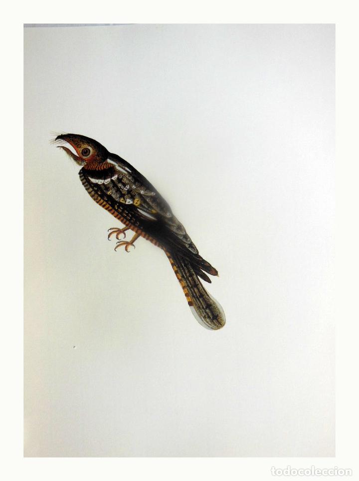 Arte: L&aacute;mina Facs&iacute;mil : CAPRIMULGUS RUFICOLLIS, SABOC, CHOTACABRAS PARDO, RED-NECKED NIGHTJAR