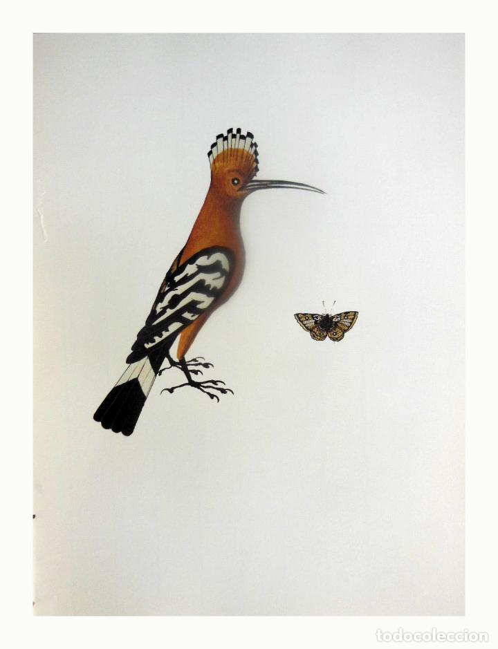 Arte: L&aacute;mina Facs&iacute;mil : UPUP EPOPS, PUPUT, ABUBILLA, HOOPOE. AGLI ATAU.