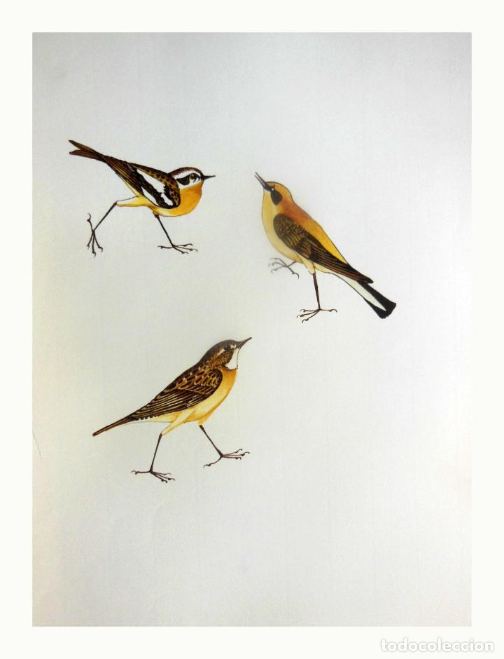 Arte: L&aacute;mina Facs&iacute;mil : SAXICOLA ROBETRA ♂, BITXAC ROGENC, TARABILLA NORTE&Ntilde;A, WHINCHAT. OENANTHE...